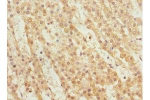 Immunohistochemistry of paraffin-embedded human adrenal gland tissue using ABIN7166319 at dilution of 1:100 (WNT9A anticorps  (AA 206-365))