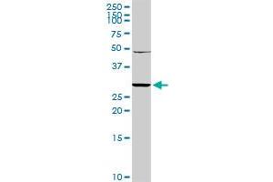 KLRC1 MaxPab rabbit polyclonal antibody.