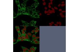 Confocal immunofluorescence image of HeLa cells using Beta-Catenin Mouse Monoclonal Antibody (15B8) labeled is Green (CF488) and Reddot is used to label the nuclei Red. (CTNNB1 anticorps)