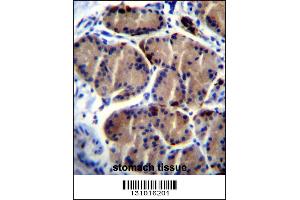 LIPC Antibody immunohistochemistry analysis in formalin fixed and paraffin embedded human stomach tissue followed by peroxidase conjugation of the secondary antibody and DAB staining. (LIPC anticorps  (AA 310-338))