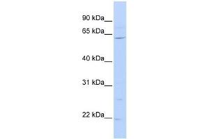 ZNF680 antibody used at 0. (ZNF680 anticorps  (N-Term))