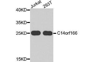 Western blot analysis of extracts of various cell lines, using C14orf166 antibody. (C14orf166 anticorps)