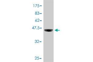Western Blot detection against Immunogen (37 KDa) .