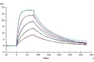 Human IL-2 R beta, His Tag captured on CM5 Chip via Anti-His Antibody can bind Human IL-15, No Tag with an affinity constant of 5.