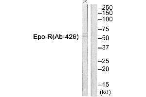 Western blot analysis of extracts from JurKat cells, using Epo-R (Ab-426) Antibody.