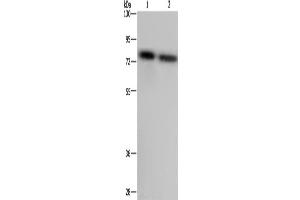 Western Blotting (WB) image for anti-Poly(A) Binding Protein, Cytoplasmic 1 (PABPC1) antibody (ABIN2423779) (PABP anticorps)