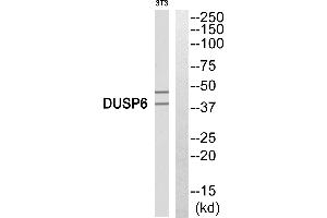 Western blot analysis of 3T3 cells using DUSP6 antibody.