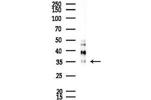 Western blot analysis of lysates from Mouse lung, using CLC Antibody at 1/1000 dilution. (Clca3 anticorps)