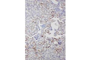 Anti-Serum Amyloid P Picoband antibody, IHC(P): Mouse Kidney Tissue (APCS anticorps  (AA 21-224))