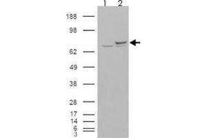 293 overexpressing XRCC6 and probed with XRCC6 polyclonal antibody  (mock transfection in first lane), tested by Origene. (XRCC6 anticorps)