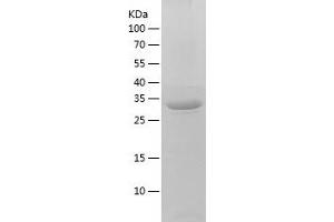 Western Blotting (WB) image for TatD DNase Domain Containing 1 (TATDN1) (AA 1-297) protein (His-IF2DI Tag) (ABIN7125320)