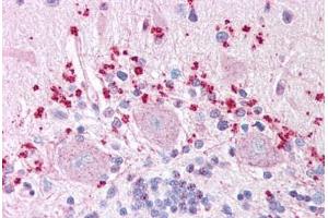 Anti-WNT7A antibody  ABIN1049482 IHC staining of human brain, cerebellum. (WNT7A anticorps  (Internal Region))