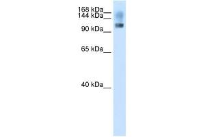 SFRS8 antibody used at 2. (SFRS8 anticorps  (N-Term))