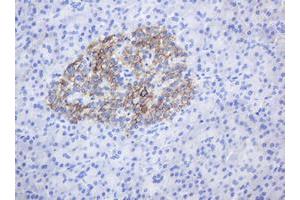 Image no. 1 for anti-CD99 (CD99) antibody (ABIN1497386) (CD99 anticorps)
