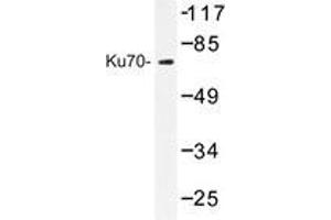 Western blot analysis of Ku70 antibody in extracts from HeLa cells. (XRCC6 anticorps)