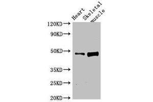 Western Blot Positive WB detected in: Rat heart tissue, Rat skeletal muscle tissue All lanes: LEXM antibody at 4 μg/mL Secondary Goat polyclonal to rabbit IgG at 1/50000 dilution Predicted band size: 48 kDa Observed band size: 48 kDa (BC055111 anticorps  (AA 1-418))