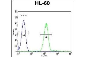 Myeloperoxidase Antibody (N-term) (ABIN655507 and ABIN2845023) flow cytometric analysis of HL-60 cells (right histogram) compared to a negative control cell (left histogram).