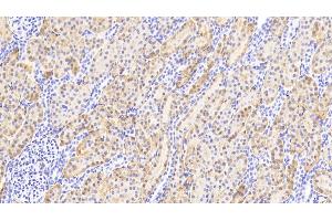 Detection of ACY1 in Human Kidney Tissue using Polyclonal Antibody to Aminoacylase 1 (ACY1) (Aminoacylase 1 anticorps  (AA 2-408))