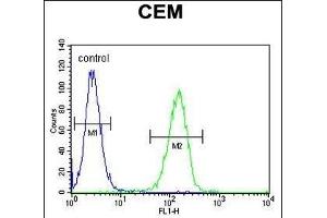 anti-Family with Sequence Similarity 105, Member B (FAM105B) (AA 99-128) antibody