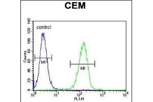 FB Antibody (Center) (ABIN651921 and ABIN2840456) flow cytometric analysis of CEM cells (right histogram) compared to a negative control cell (left histogram).