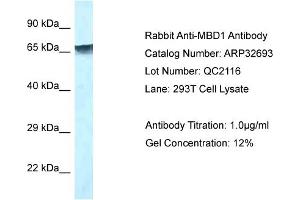 WB Suggested Anti-MBD1 Antibody   Titration: 1. (MBD1 anticorps  (C-Term))
