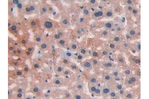 DAB staining on IHC-P; Samples: Mouse Liver Tissue (LIFR anticorps  (AA 151-290))