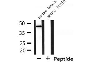 Western blot analysis of extracts from mouse brain, using GORASP1 Antibody.