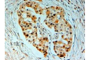ABIN185191 (2µg/ml) staining of paraffin embedded Human Pancreas.