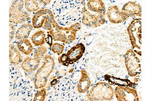 ABIN6257298 and ABIN6275372 at 1/100 staining Rat kidney tissue by IHC-P. (KCNK15 anticorps  (C-Term))