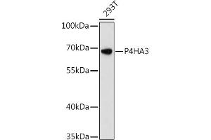 Western blot analysis of extracts of 293T cells, using P4H antibody (ABIN6132886, ABIN6145137, ABIN6145138 and ABIN6217878) at 1:3000 dilution. (P4HA3 anticorps  (AA 20-110))
