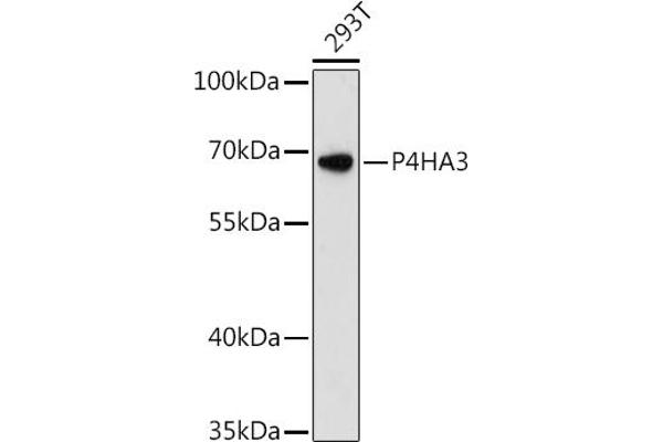 P4HA3 抗体  (AA 20-110)