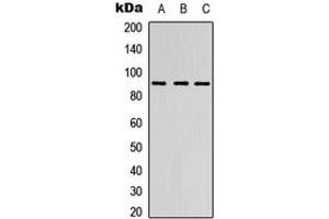 Western blot analysis of EMR2 expression in HEK293T (A), Raw264. (EMR2 anticorps  (Center))