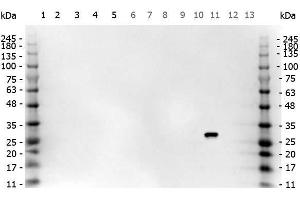 Western Blot of Goat anti-GFP antibody. (GFP anticorps)