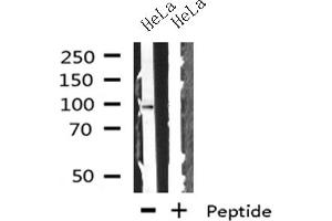 Western blot analysis on HeLa cells lysate using GADD34 antibody (GADD34 anticorps)