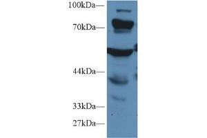 Western Blot; Sample: Mouse Liver lysate; Primary Ab: 1µg/ml Rabbit Anti-Human PCCa Antibody Second Ab: 0. (PCCA anticorps  (AA 580-728))
