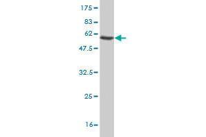 Western Blot detection against Immunogen (58. (PLSCR3 anticorps  (AA 1-295))