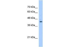 WB Suggested Anti-GNAS  Antibody Titration: 1. (GNAS anticorps  (N-Term))