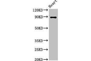 Western Blot Positive WB detected in: Rat heart tissue All lanes: CDH15 antibody at 3. (CDH15 anticorps  (AA 639-766))