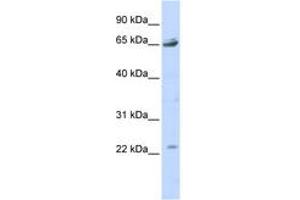 Image no. 1 for anti-Purinergic Receptor P2X, Ligand Gated Ion Channel 2 (P2RX2) (AA 323-372) antibody (ABIN6742583)