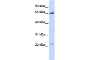 Image no. 1 for anti-Purinergic Receptor P2X, Ligand Gated Ion Channel 2 (P2RX2) (AA 323-372) antibody (ABIN6742583) (P2RX2 anticorps  (AA 323-372))