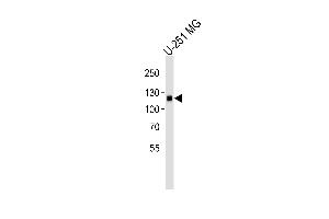 Western blot analysis of lysate from U-251 MG cell line, using EphA5 Antibody (ABIN387809 and ABIN2843902). (EPH Receptor A5 anticorps)