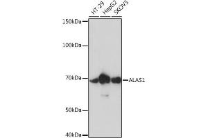 Western blot analysis of extracts of various cell lines, using  Rabbit mAb (ABIN7265571) at 1:1000 dilution. (ALAS1 anticorps)