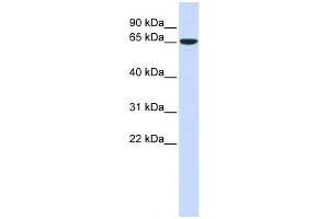 WB Suggested Anti-CKAP4 Antibody Titration:  0. (CKAP4 anticorps  (Middle Region))