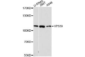 Western blot analysis of extracts of various cell lines, using VPS39 antibody (ABIN6293664) at 1:3000 dilution. (VPS39 anticorps)