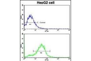 Flow cytometric analysis of HepG2 cells using BR2 Antibody (N-term)(bottom histogram) coared to a negative control cell (top histogram).