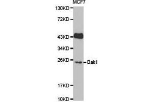 Western Blotting (WB) image for anti-BCL2-Antagonist/killer 1 (BAK1) antibody (ABIN1871224) (BAK1 anticorps)