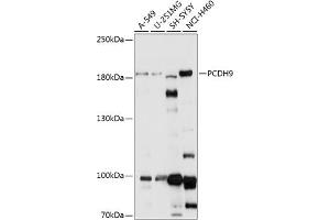 Western blot analysis of extracts of various cell lines, using PCDH9 antibody (ABIN7269732) at 1:1000 dilution. (Protocadherin 9 anticorps  (AA 400-600))