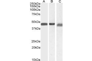ABIN185395 (0. (Arrestin 3 anticorps  (Internal Region))