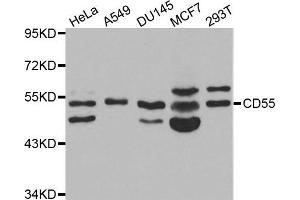 Western blot analysis of extracts of various cell lines, using CD55 antibody. (CD55 anticorps)