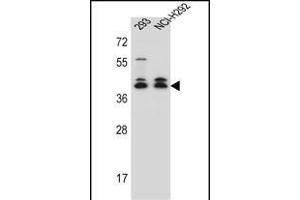 DMRTC2 Antibody (Center) (ABIN657024 and ABIN2846201) western blot analysis in 293,NCI- cell line lysates (35 μg/lane). (DMRTC2 anticorps  (AA 99-128))